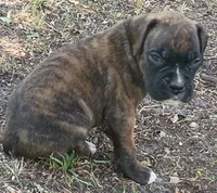 Kathryn, a female Boxer for sale in Kinston, NC – 4 of 6