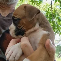 Gus, a male Boxer for sale in Kinston, NC – 6 of 7