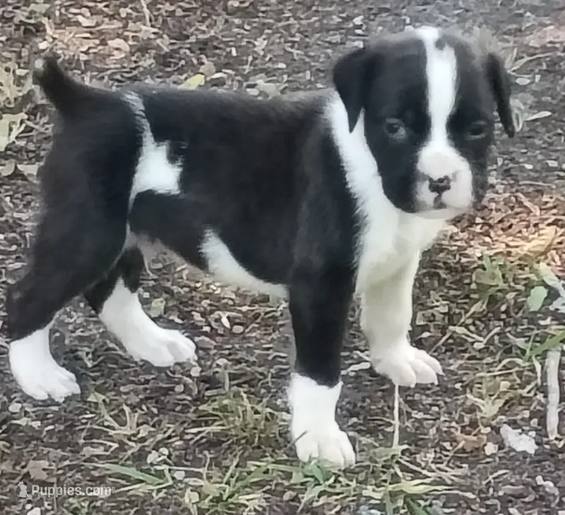 Gordon – Boxer puppy for sale in Kinston, NC