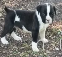 Gordon, a male Boxer for sale in Kinston, NC – 1 of 6