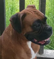 Fawn Boy, a male Boxer for sale in Kinston, NC – 8 of 8