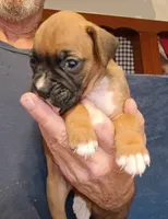 FFF , a female Boxer for sale in Kinston, NC – 5 of 8
