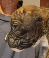 BAMBF, a male Boxer for sale in Kinston, NC – 5 of 9