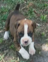 Wally, a male Boxer for sale in Kinston, NC – 4 of 6