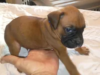 BAFF1, a female Boxer for sale in Kinston, NC – 8 of 8