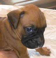 BAFF1, a female Boxer for sale in Kinston, NC – 7 of 8