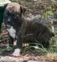 Alan, a male Boxer for sale in Kinston, NC – 2 of 4