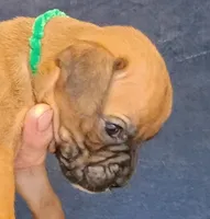 BAMF1, a male Boxer for sale in Kinston, NC – 7 of 7