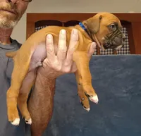 BAFF1, a female Boxer for sale in Kinston, NC – 4 of 8