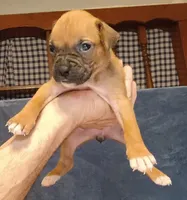 BAMF1, a male Boxer for sale in Kinston, NC – 6 of 7
