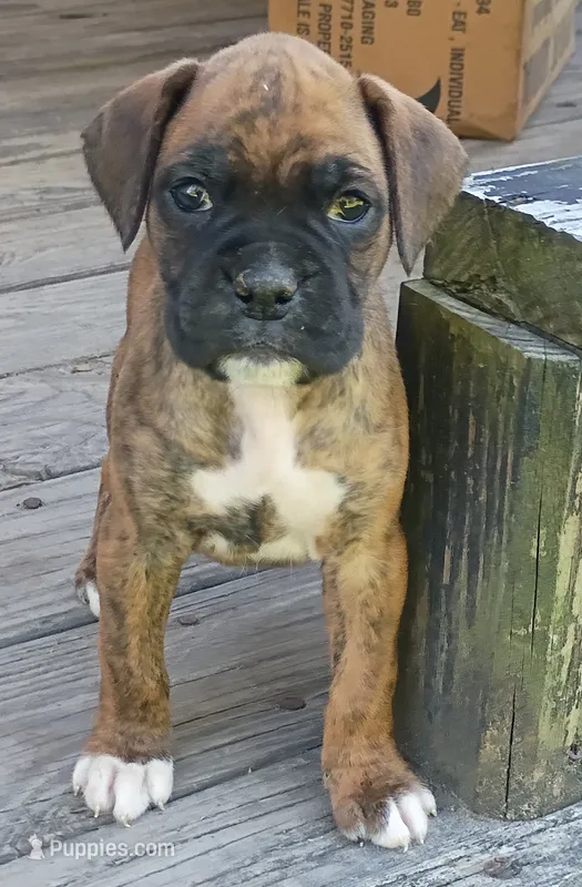 BAMB1 – Boxer puppy for sale in Kinston, NC