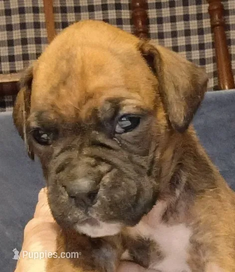 BAMB1 – Boxer puppy for sale in Kinston, NC