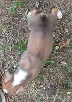 Gus, a male Boxer for sale in Kinston, NC – 7 of 7
