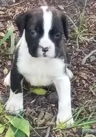 Gordon, a male Boxer for sale in Kinston, NC – 3 of 6