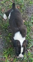 Gordon, a male Boxer for sale in Kinston, NC – 5 of 6