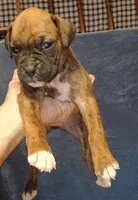 BAMB1, a male Boxer for sale in Kinston, NC – 6 of 10