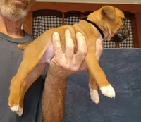 BAMF2, a male Boxer for sale in Kinston, NC – 3 of 10