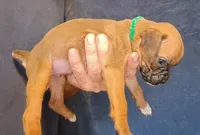 BAMF1, a male Boxer for sale in Kinston, NC – 3 of 7