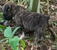 Alan, a male Boxer for sale in Kinston, NC – 3 of 4