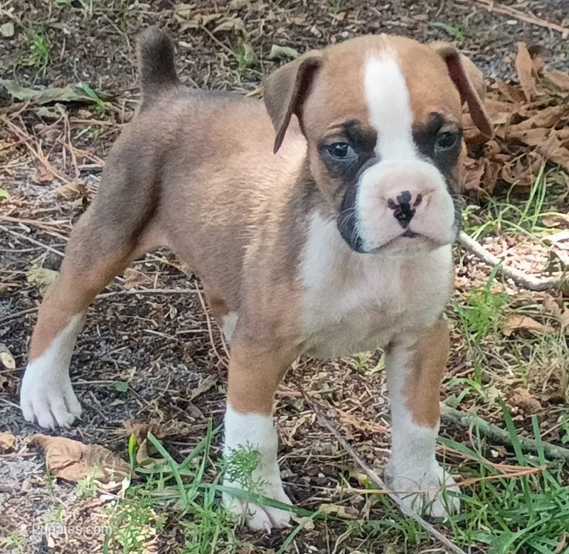 Gus – Boxer puppy for sale in Kinston, NC