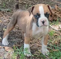 Gus, a male Boxer for sale in Kinston, NC – 1 of 7