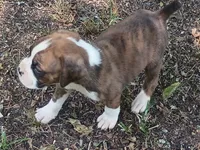 Wally, a male Boxer for sale in Kinston, NC – 6 of 6