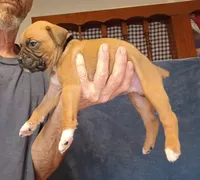 BAMF2, a male Boxer for sale in Kinston, NC – 10 of 10