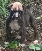 Scott, a male Boxer for sale in Kinston, NC – 1 of 5