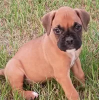 Fawn Boy, a male Boxer for sale in Kinston, NC – 7 of 8