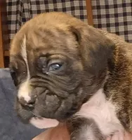 BAMBF, a male Boxer for sale in Kinston, NC – 7 of 9