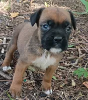 Sally, a female Boxer for sale in Kinston, NC – 6 of 6