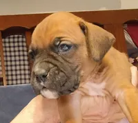 BAFF1, a female Boxer for sale in Kinston, NC – 2 of 8
