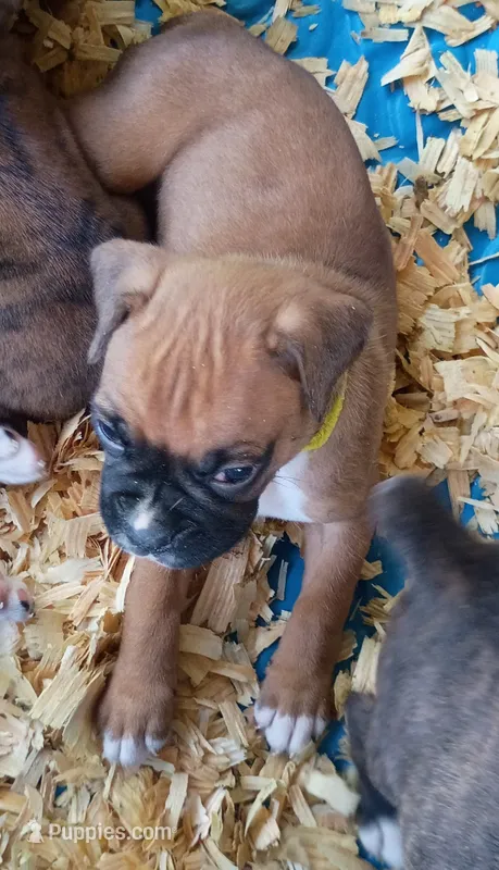 BAFF1 – Boxer puppy for sale in Kinston, NC