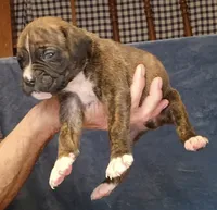 BAMBF, a male Boxer for sale in Kinston, NC – 6 of 9