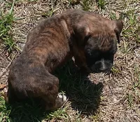 Kathryn, a female Boxer for sale in Kinston, NC – 3 of 6