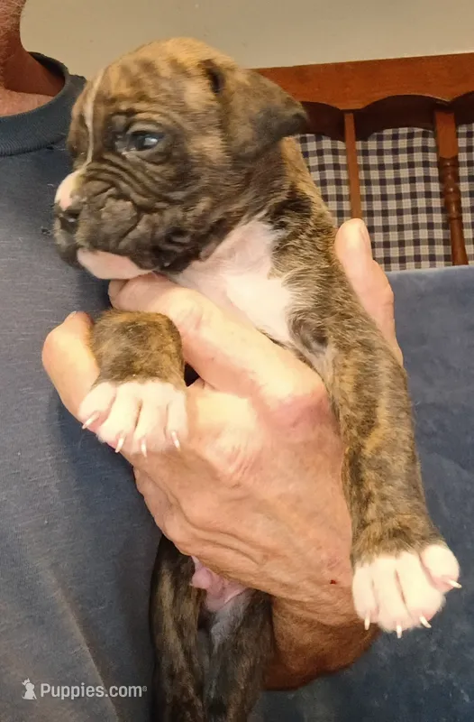 BAMBF – Boxer puppy for sale in Kinston, NC