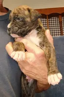 BAMBF, a male Boxer for sale in Kinston, NC – 4 of 9