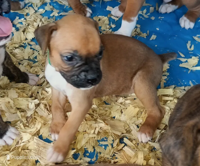 BAFF1 – Boxer puppy for sale in Kinston, NC