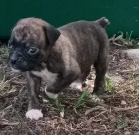 Alan, a male Boxer for sale in Kinston, NC – 4 of 4