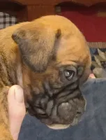 BAMB1, a male Boxer for sale in Kinston, NC – 5 of 10