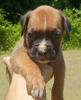 Deke, a male Boxer for sale in Kinston, NC – 6 of 7