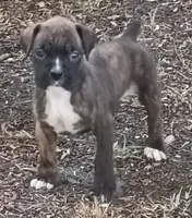 Kathryn, a female Boxer for sale in Kinston, NC – 6 of 6