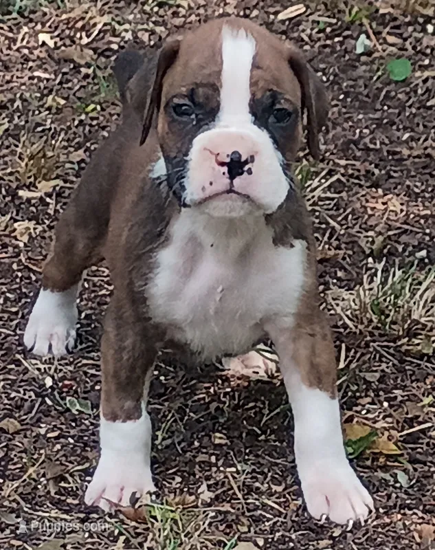 Wally – Boxer puppy for sale in Kinston, NC