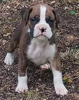 Wally, a male Boxer for sale in Kinston, NC – 1 of 6