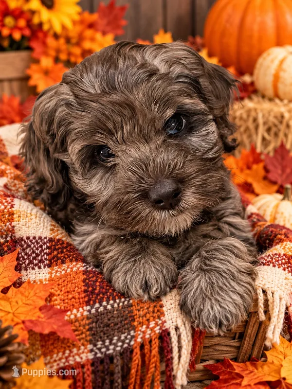 Linda – Cockapoo puppy on hold in Miami, FL