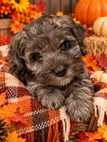 Linda, a female Cockapoo for sale in Miami, FL – 1 of 5