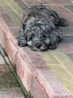 Linda, a female Cockapoo for sale in Miami, FL – 4 of 5