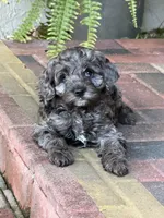 Linda, a female Cockapoo for sale in Miami, FL – 5 of 5