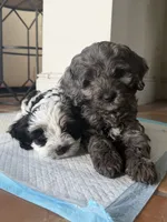 Linda, a female Cockapoo for sale in Miami, FL – 3 of 5