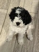 Pongo, a male Cockapoo for sale in Miami, FL – Photo 7 of 8